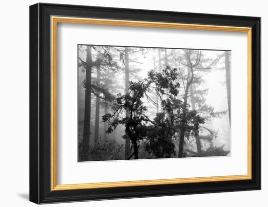 Foggy Trees-Tim Oldford-Framed Photographic Print