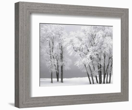 Foggy winter day at Bear Lake-Scott T. Smith-Framed Photographic Print