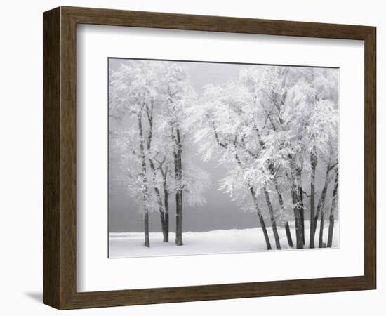 Foggy winter day at Bear Lake-Scott T. Smith-Framed Photographic Print