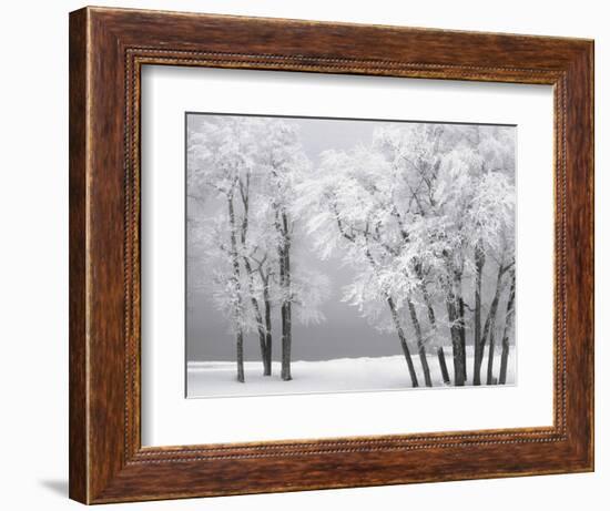 Foggy winter day at Bear Lake-Scott T. Smith-Framed Photographic Print