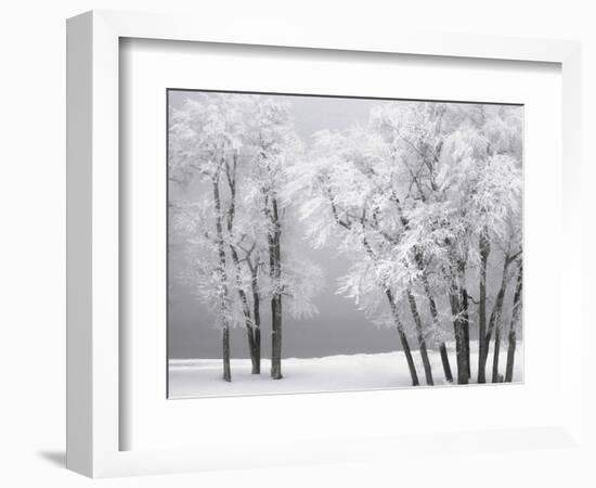 Foggy winter day at Bear Lake-Scott T. Smith-Framed Photographic Print