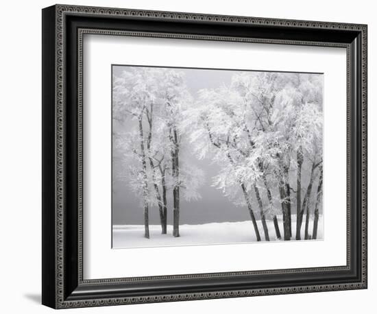 Foggy winter day at Bear Lake-Scott T. Smith-Framed Photographic Print