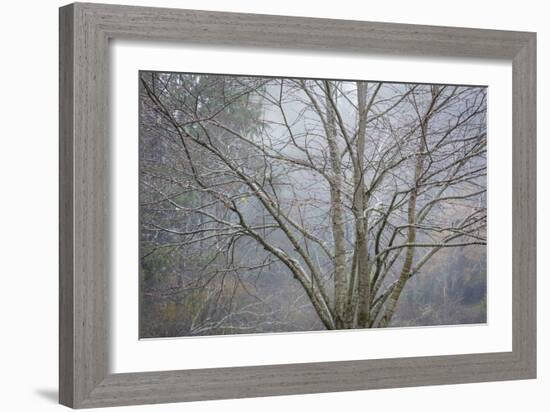 Foggy Winter I-Kathy Mahan-Framed Photographic Print