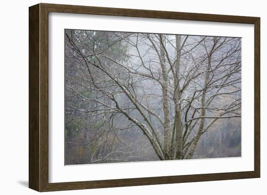 Foggy Winter I-Kathy Mahan-Framed Photographic Print