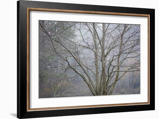 Foggy Winter I-Kathy Mahan-Framed Photographic Print