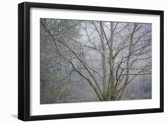 Foggy Winter I-Kathy Mahan-Framed Photographic Print