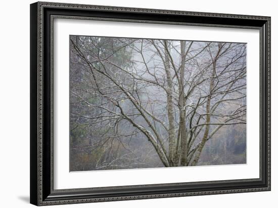 Foggy Winter I-Kathy Mahan-Framed Photographic Print