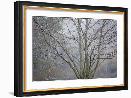 Foggy Winter I-Kathy Mahan-Framed Photographic Print