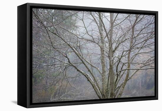 Foggy Winter I-Kathy Mahan-Framed Premier Image Canvas