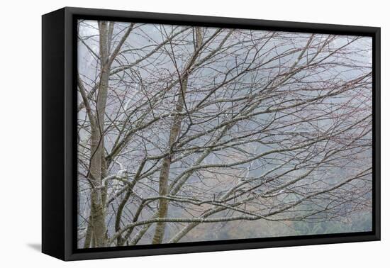 Foggy Winter II-Kathy Mahan-Framed Premier Image Canvas