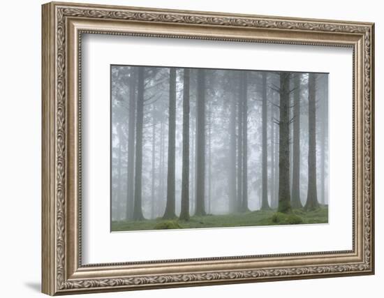 Foggy winter morning in a conifer woodland near Fernworthy Reservoir, Dartmoor, Devon, England-Adam Burton-Framed Photographic Print