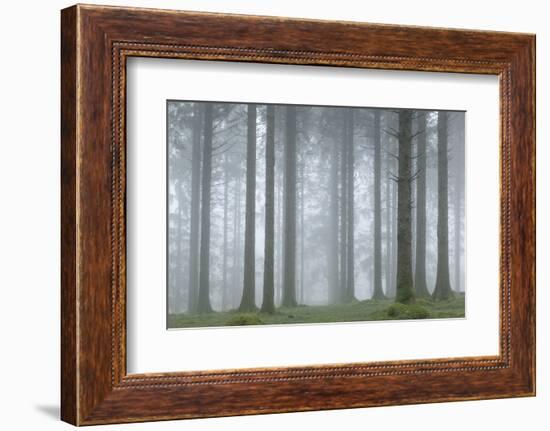 Foggy winter morning in a conifer woodland near Fernworthy Reservoir, Dartmoor, Devon, England-Adam Burton-Framed Photographic Print