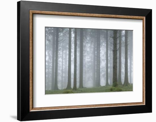 Foggy winter morning in a conifer woodland near Fernworthy Reservoir, Dartmoor, Devon, England-Adam Burton-Framed Photographic Print