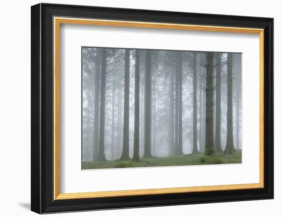 Foggy winter morning in a conifer woodland near Fernworthy Reservoir, Dartmoor, Devon, England-Adam Burton-Framed Photographic Print