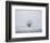 Foggy Winter Morning-Trent Foltz-Framed Art Print