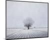 Foggy Winter Morning-Trent Foltz-Mounted Art Print