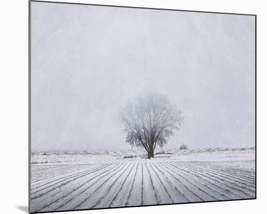 Foggy Winter Morning-Trent Foltz-Mounted Art Print
