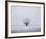 Foggy Winter Morning-Trent Foltz-Framed Art Print