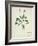 Fol.1275 Geranium (W/C on Paper)-French-Framed Giclee Print