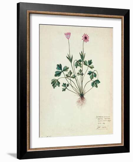 Fol.1275 Geranium (W/C on Paper)-French-Framed Giclee Print