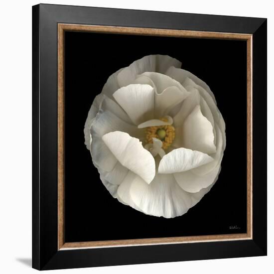 Folded Ranunculus-Neil Seth Levine-Framed Art Print