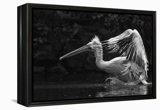 Folded Wings-C.S. Tjandra-Framed Premier Image Canvas