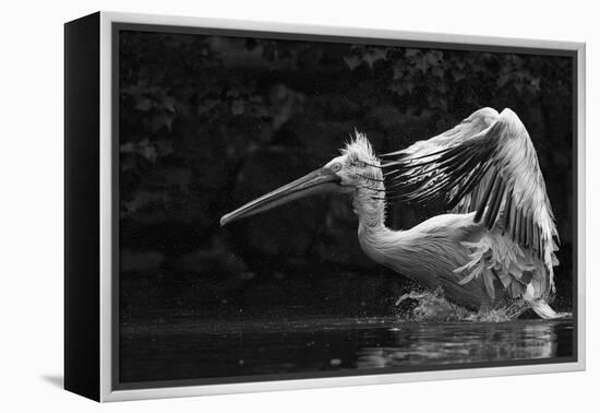 Folded Wings-C.S. Tjandra-Framed Premier Image Canvas