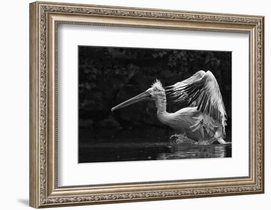 Folded Wings-C.S. Tjandra-Framed Photographic Print