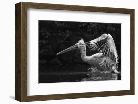 Folded Wings-C.S. Tjandra-Framed Photographic Print