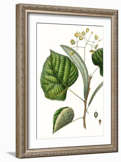 Foliage & Blooms I-Thomas Nuttall-Framed Art Print