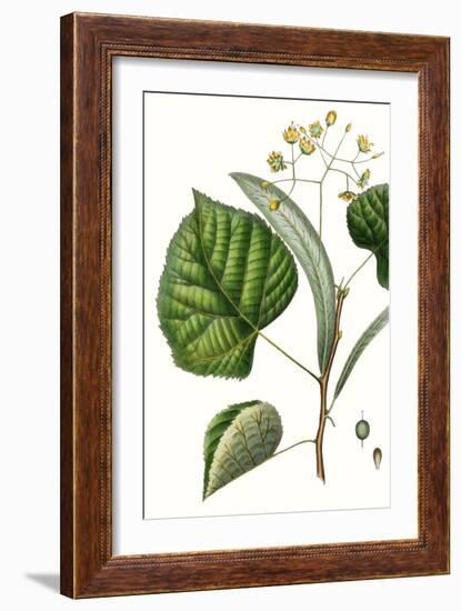 Foliage & Blooms I-Thomas Nuttall-Framed Art Print