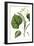 Foliage & Blooms I-Thomas Nuttall-Framed Art Print