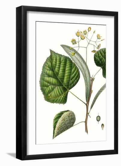 Foliage & Blooms I-Thomas Nuttall-Framed Art Print
