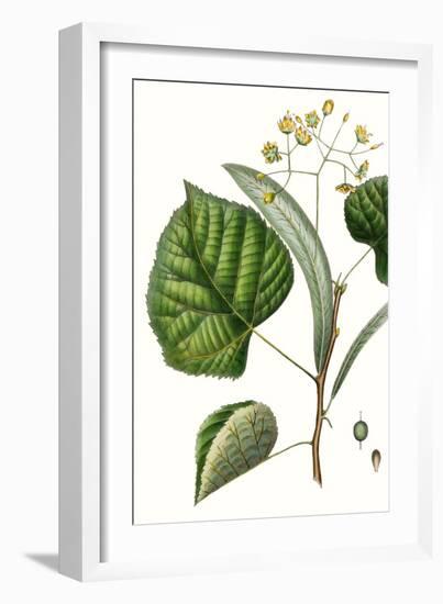 Foliage & Blooms I-Thomas Nuttall-Framed Art Print