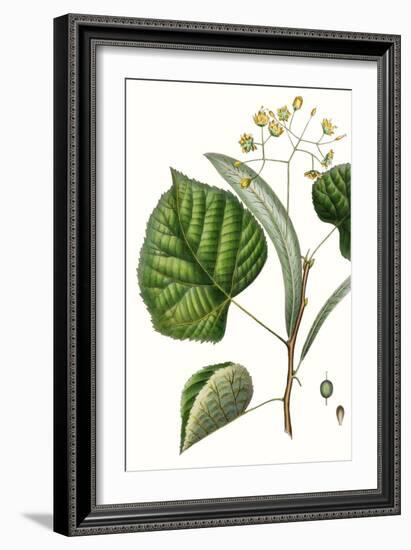 Foliage & Blooms I-Thomas Nuttall-Framed Art Print