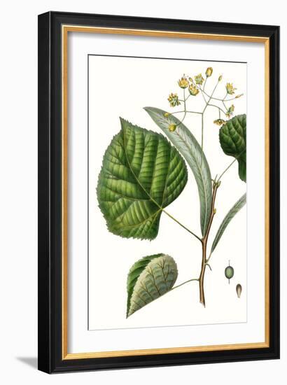 Foliage & Blooms I-Thomas Nuttall-Framed Art Print