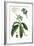 Foliage & Blooms II-Thomas Nuttall-Framed Premium Giclee Print