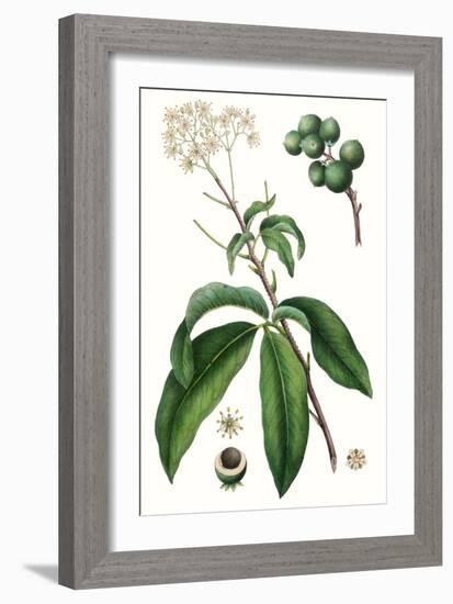 Foliage & Blooms II-Thomas Nuttall-Framed Art Print