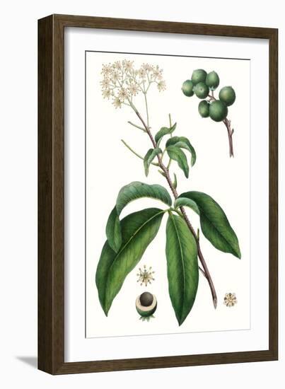 Foliage & Blooms II-Thomas Nuttall-Framed Art Print