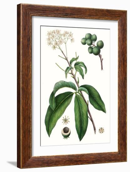Foliage & Blooms II-Thomas Nuttall-Framed Art Print