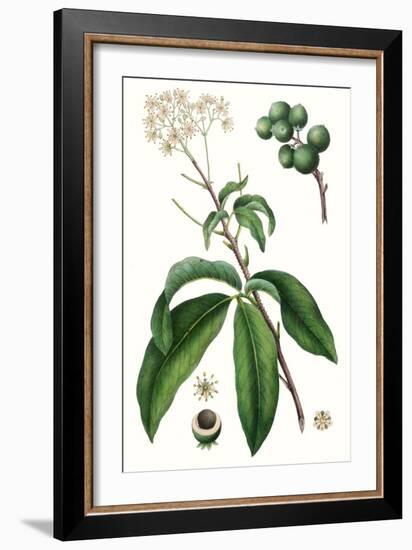 Foliage & Blooms II-Thomas Nuttall-Framed Art Print