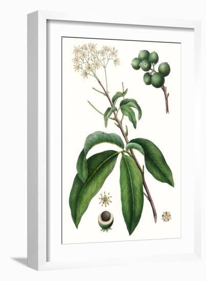 Foliage & Blooms II-Thomas Nuttall-Framed Art Print