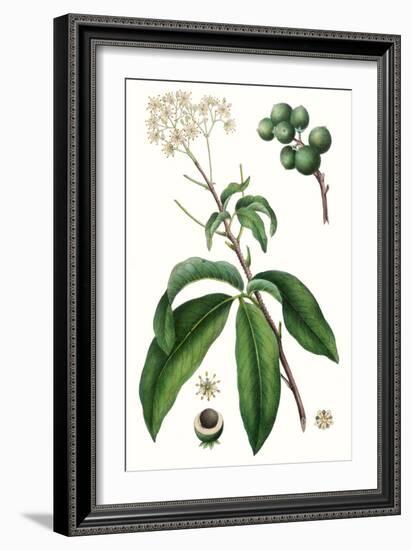 Foliage & Blooms II-Thomas Nuttall-Framed Art Print