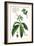 Foliage & Blooms II-Thomas Nuttall-Framed Art Print