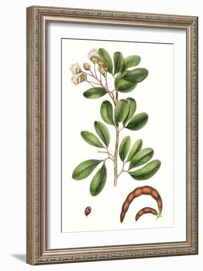 Foliage & Blooms III-Thomas Nuttall-Framed Art Print