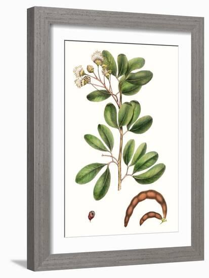 Foliage & Blooms III-Thomas Nuttall-Framed Art Print