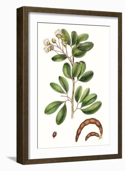 Foliage & Blooms III-Thomas Nuttall-Framed Art Print