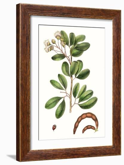 Foliage & Blooms III-Thomas Nuttall-Framed Art Print