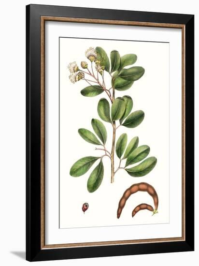 Foliage & Blooms III-Thomas Nuttall-Framed Art Print