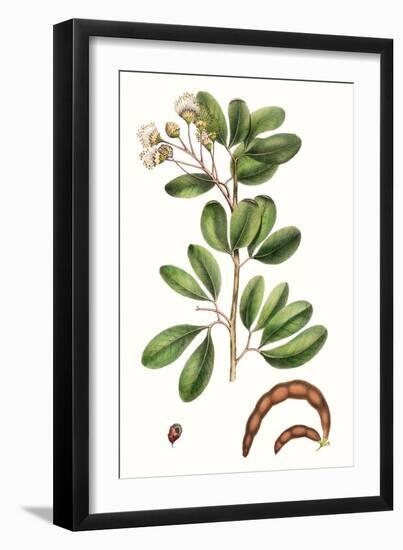 Foliage & Blooms III-Thomas Nuttall-Framed Art Print